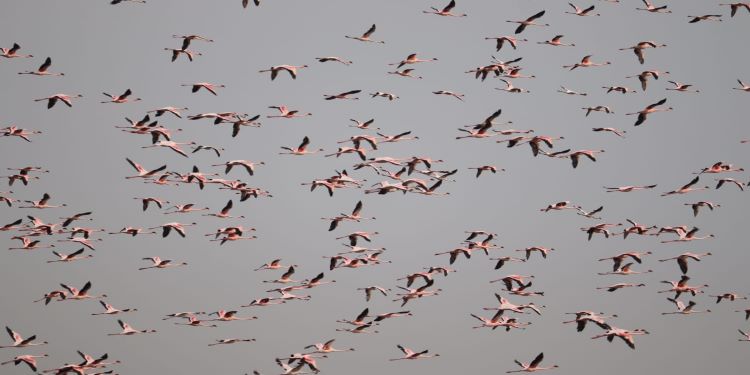 NatConnect Foundation